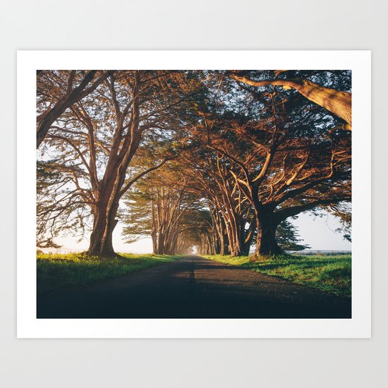 Sunrise at the Tree Tunnel - Point Reyes, California Art Print