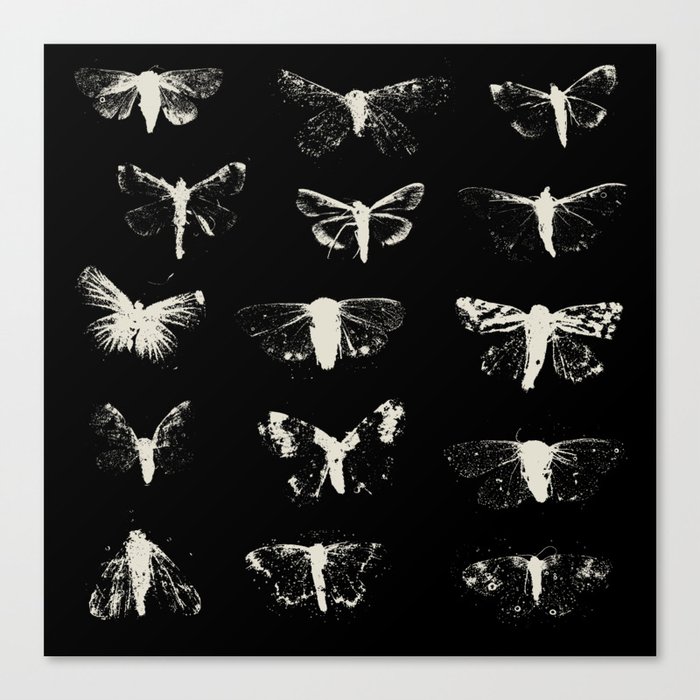 moths Canvas Print