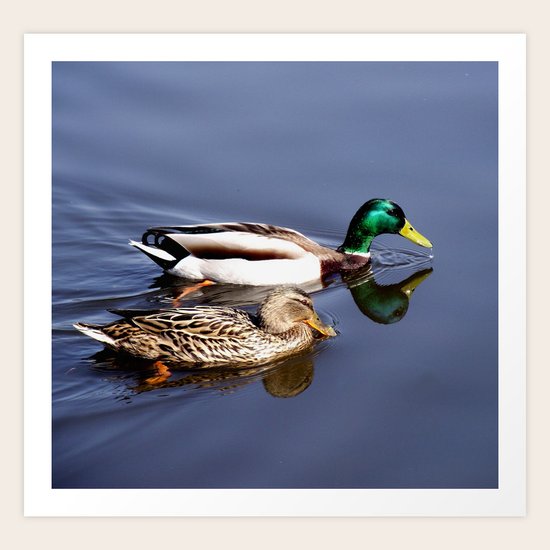 Serene Ducks Art Print