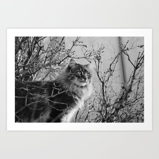 Pippin Art Print