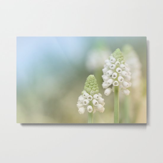 Dreamy Grape Hyacinth.... Metal Print