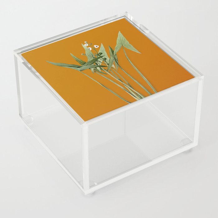 Vintage Arrowhead Botanical Illustration on Bright Orange Acrylic Box
