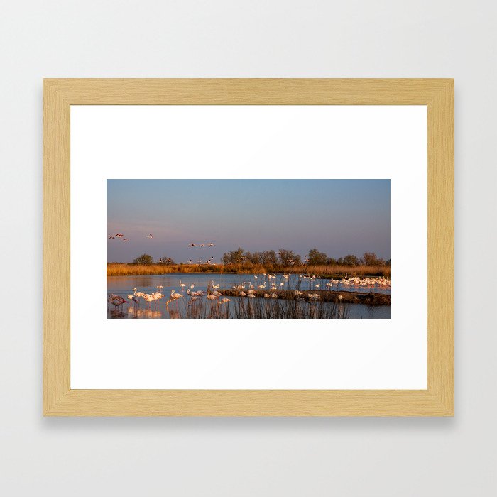 Flamingos flying above water at the sunset Framed Art Print
