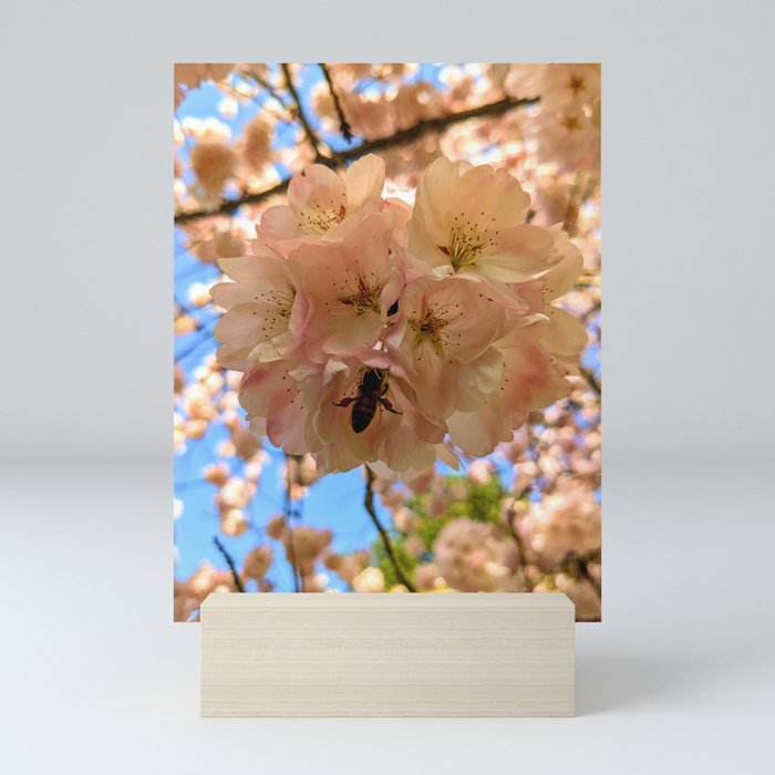 Bee in Cherry Blossom Mini Art Print