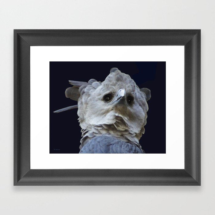 Harpy Eagle 6 Framed Art Print
