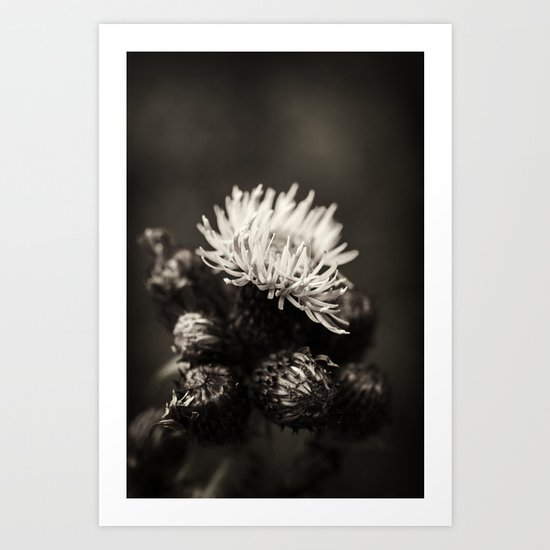 Thistle Art Print