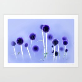 Spheres Of Blue Art Print | Photo, Echinops, Phlorography, Echinopsis, Thistles, Artisticphotography, Spheresofblue, Alisonchambers2, Blue, Flowers 