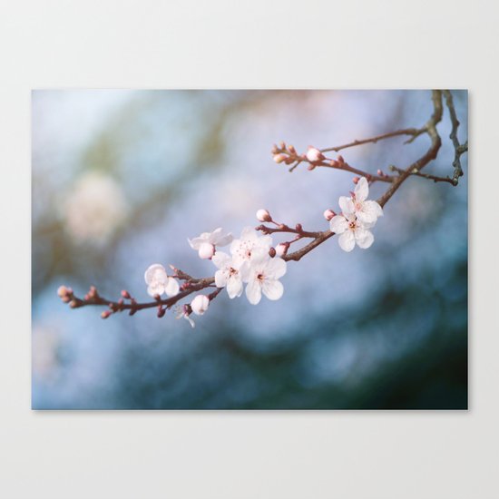 First Blossom Canvas Print