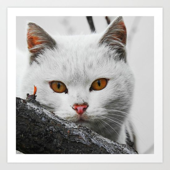 cat Art Print