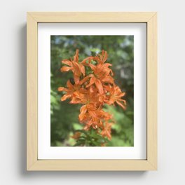 Orange lilies Recessed Framed Print