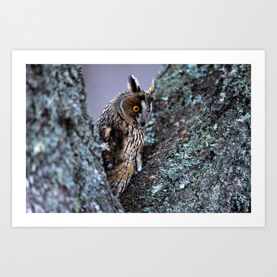 LONG EARED OWL Art Print