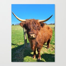 Dolly Scottish Highland Cow Canvas Print
