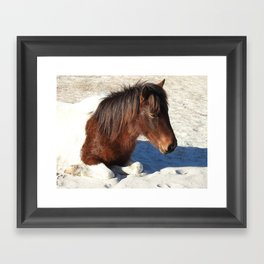 Wildlife gifts, wild horses, Assateague Island Framed Art Print
