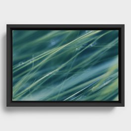 Kentucky Blue grass Framed Canvas