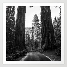Twin giant redwoods II portrait version / sequoias Pacific Coast California nature black and white landscape photograph / photography Art Print