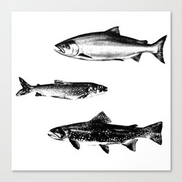 Salmon Party Canvas Print