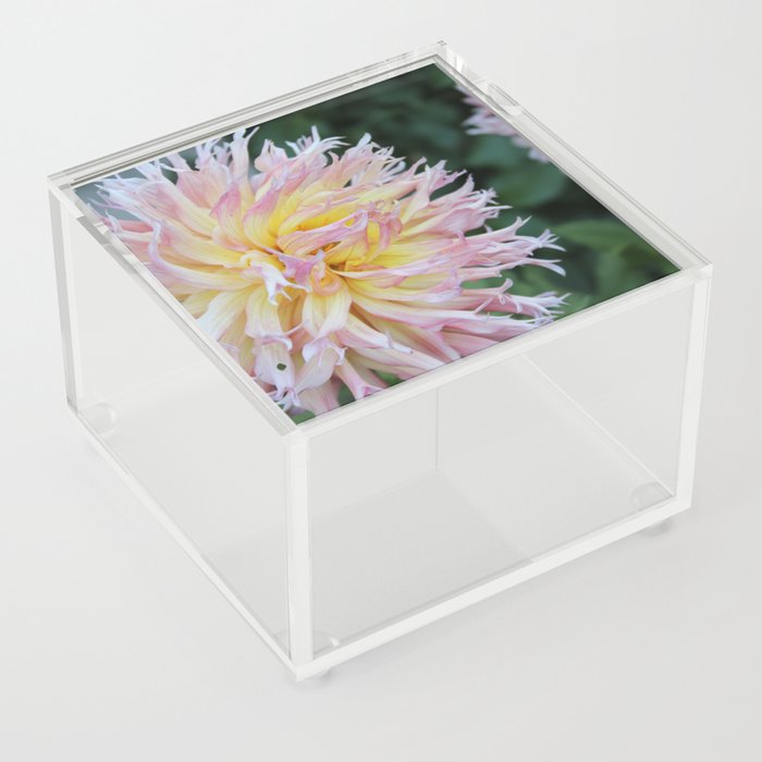 Dahlia Pink and Yellow Flower Picture Acrylic Box