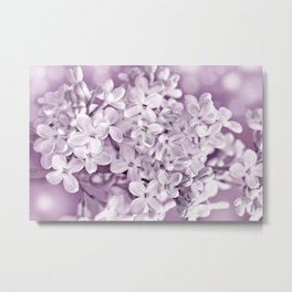 Spring 097 Metal Print | Beautiful, Lila, Laura, Lilac, Color, Spring, Nature, Flower, Photo, White 