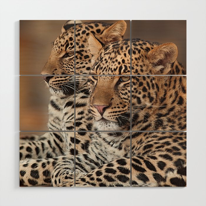 South Africa Photography - Two Beautiful Leopards Wood Wall Art