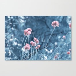 Allium pink 0173 Canvas Print