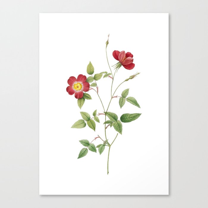 Vintage Indica Stelligera Rose Botanical Illustration on Pure White Canvas Print