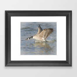 Canada Goose At The River Framed Art Print