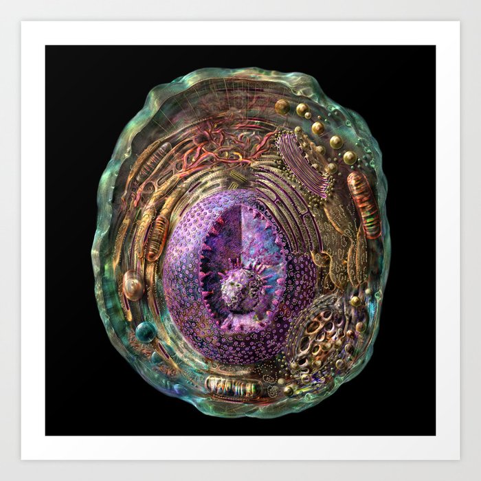 Animal Cell Structure Art Print