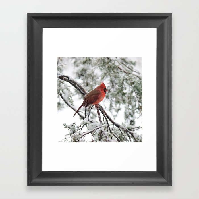 Wet Snow Cardinal (square) Framed Art Print