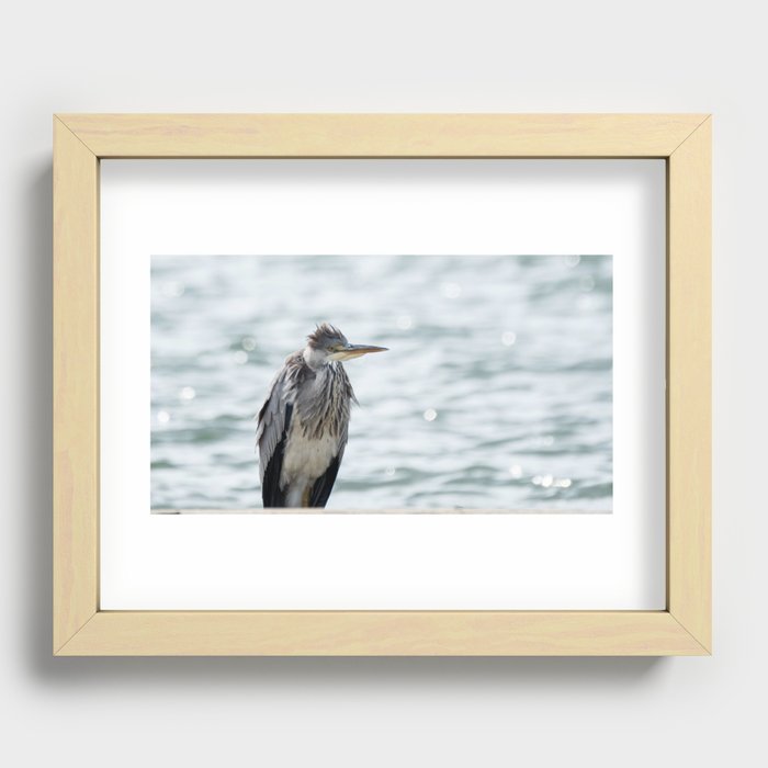 A haggard grey heron on the coast by the sea Recessed Framed Print