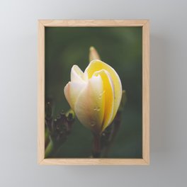 Yellow & White Plumeria bloom Framed Mini Art Print