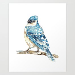 Blue Jay bird watercolor Art Print