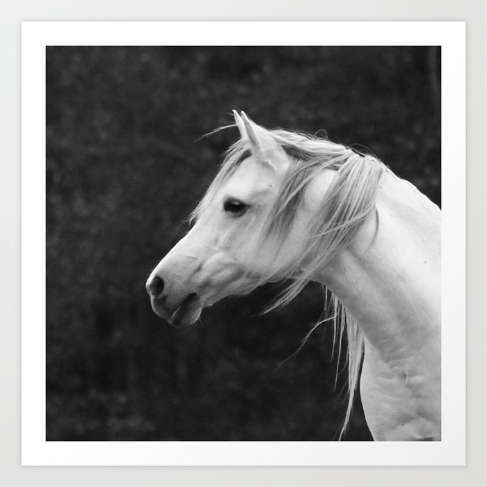 Arabian horse in black and white Art Print