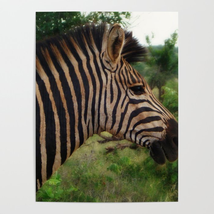 South Africa Photography - A Zebra In The Forest Poster