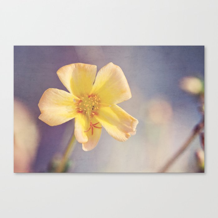 A Little Yellow Flower Canvas Print