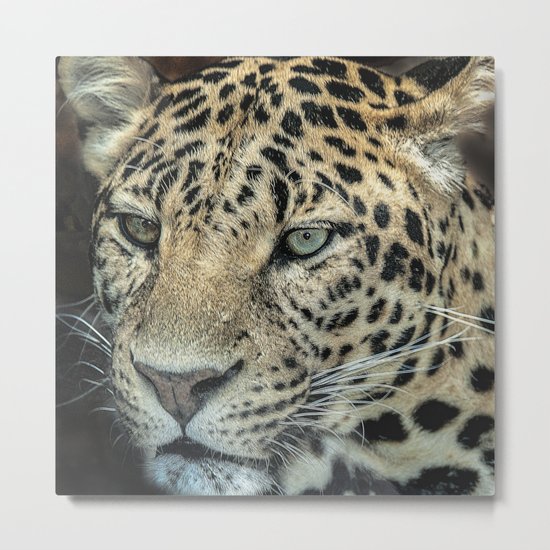 Too Close For Comfort Metal Print
