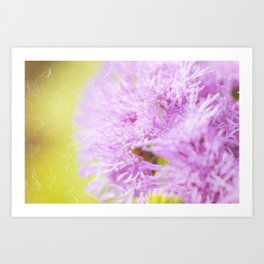 Lavender flower macro Art Print