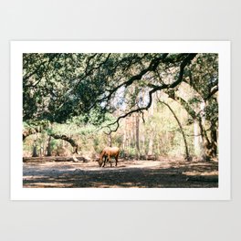 Horse Art Print