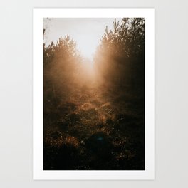 Sunrise in a foggy forest - fine art travel photography wanderlust photo print Veluwe The Netherlands Art Print