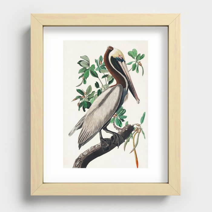 Brown Pelican from Birds of America (1827) by John James Audubon Recessed Framed Print