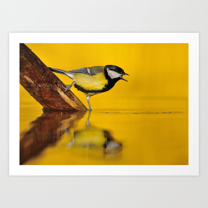 Great Tit Drinking Water In The Pond Art Print By Designastur