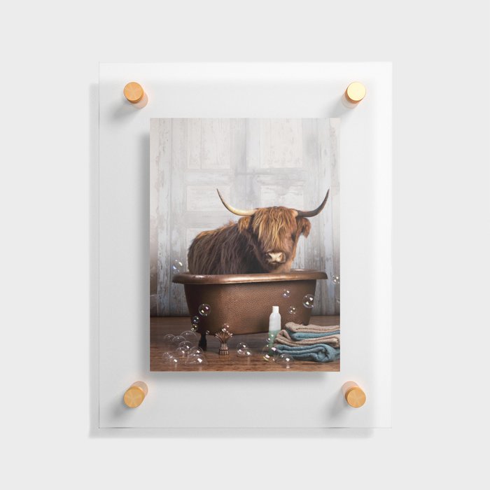 Highland Cow in the Tub Floating Acrylic Print