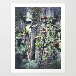 Several rose haws Art Print | Wild, Germany, Rosehips, Growth, Spikey, Rosacanina, Rose, Photo, Garden, Several 