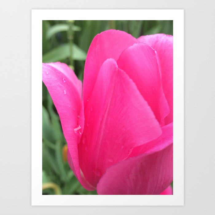 Tulip Floral Series Art Print