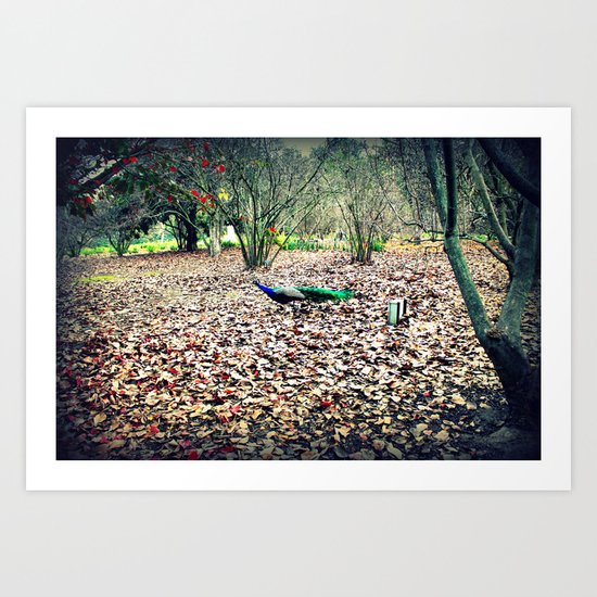 Peacock in the Woods Art Print