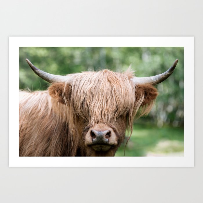 Portrait of a cute Scottish Highland Cattle Art Print