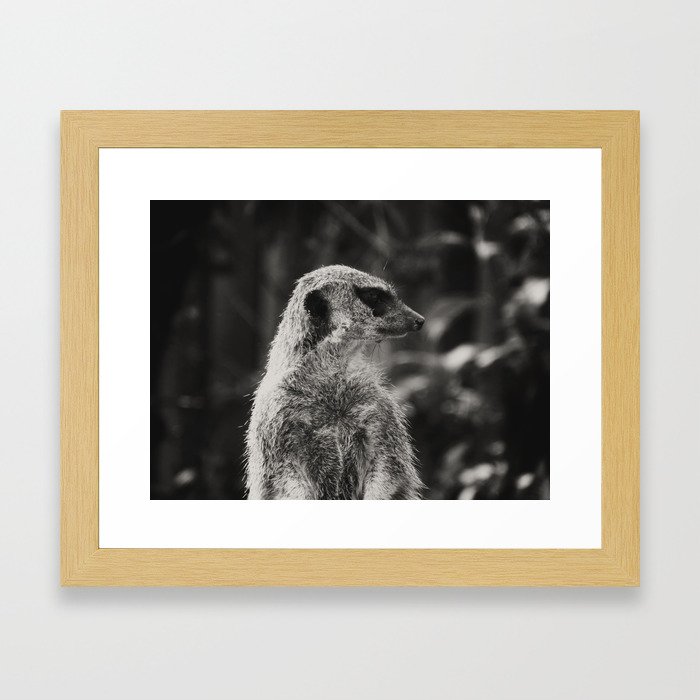 Meerkat Framed Art Print