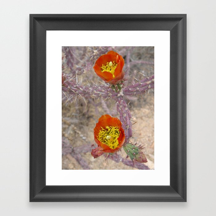 Pencil cholla in flower Framed Art Print