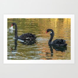 Black swans Art Print