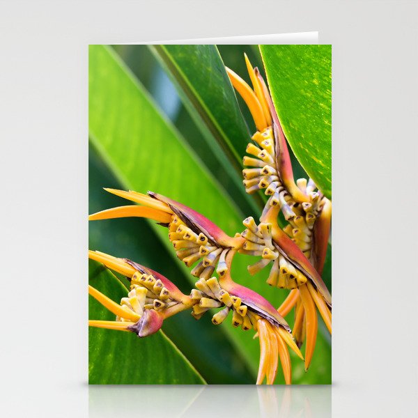 Beautiful Helicon Flower Blooming With Palms Leaves Stationery Cards