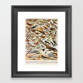 Adolphe Millot - Oiseaux espèces utiles 01 - French vintage ornithology poster Framed Art Print